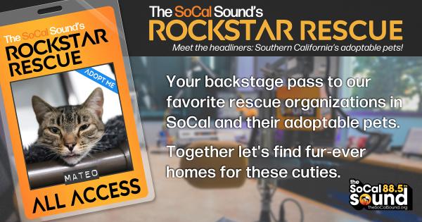 KCSN RockstarRescue PotW 101225 CreateOutlines FACEBOOK 1200x631